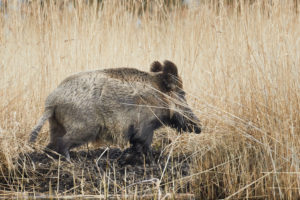 Wild boar, Sus scrofa Wild boar, Sus scrofa